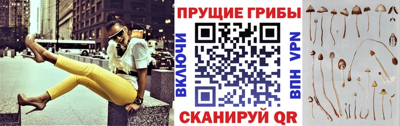 Галлюциногенные грибы Psilocybe  цены   Нижневартовск 